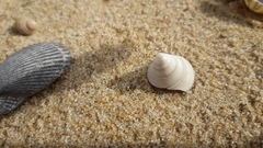 Calliostoma zizyphinum