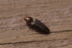 Limonius auripilis