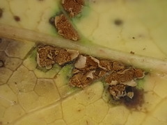 Cumminsiella mirabilissima