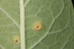 Stagonospora apocyni