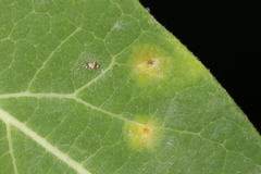 Stagonospora apocyni