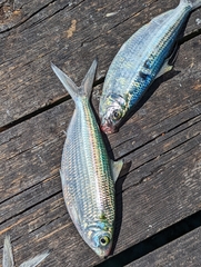 Opisthonema oglinum