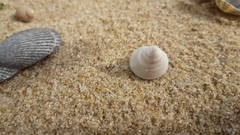 Calliostoma zizyphinum