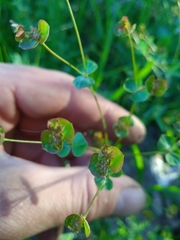 Euphorbia microcarpa
