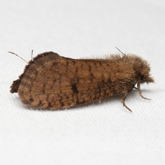 Acrolophus propinqua