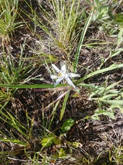 Leucocrinum montanum