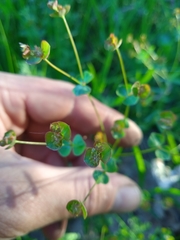 Euphorbia microcarpa