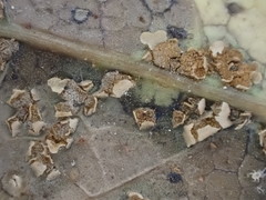 Cumminsiella mirabilissima