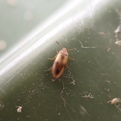 Anaspis maculata