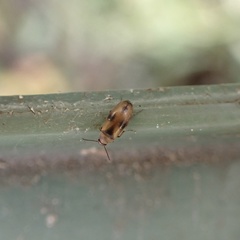 Anaspis maculata