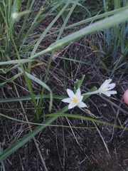 Leucocrinum montanum