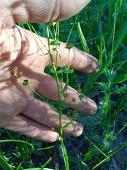 Euphorbia microcarpa