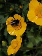 Andrena rogenhoferi
