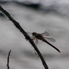 Sympetrum corruptum