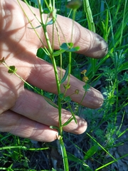 Euphorbia microcarpa