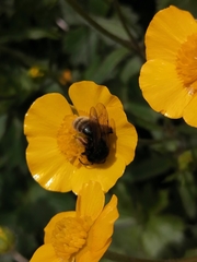 Andrena rogenhoferi