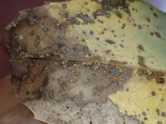 Cumminsiella mirabilissima