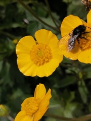 Andrena rogenhoferi