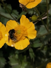 Andrena rogenhoferi