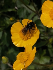 Andrena rogenhoferi