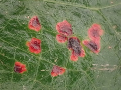 Cumminsiella mirabilissima