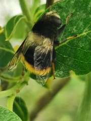 Eristalis oestracea