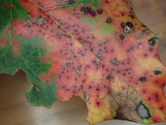 Cumminsiella mirabilissima