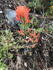 Castilleja litoralis