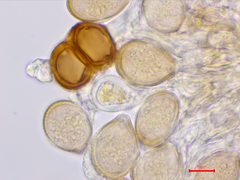 Cumminsiella mirabilissima