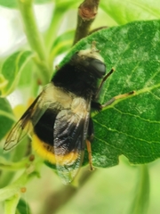 Eristalis oestracea
