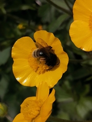 Andrena rogenhoferi