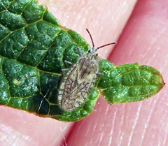 Tingis pilosa