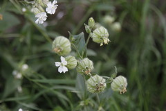 Silene dichotoma