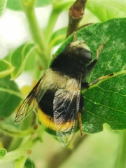 Eristalis oestracea