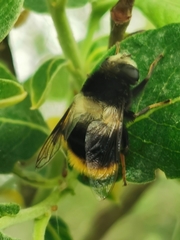 Eristalis oestracea