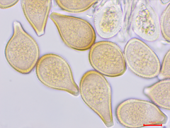 Cumminsiella mirabilissima