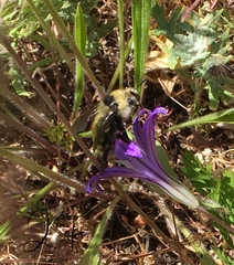 Bombus appositus