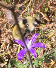 Bombus appositus