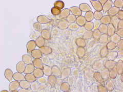 Cumminsiella mirabilissima