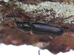 Tetropium castaneum
