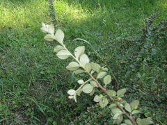 Cotoneaster apiculatus