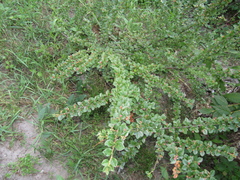 Cotoneaster apiculatus