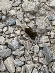 Anaxyrus americanus
