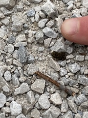 Anaxyrus americanus
