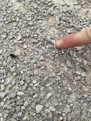 Anaxyrus americanus
