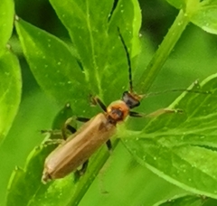 Cantharis figurata
