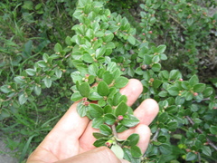 Cotoneaster apiculatus