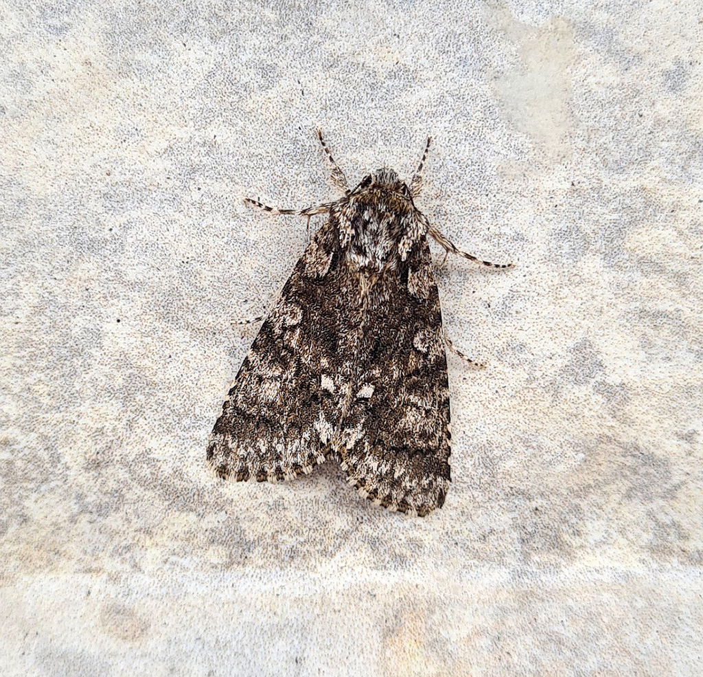 Acronicta indica