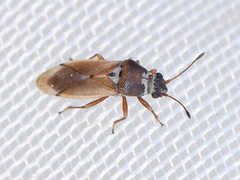 Cymus melanocephalus