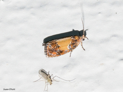 Olethreutes osmundana